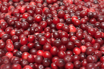 Image showing Cranberries put by background