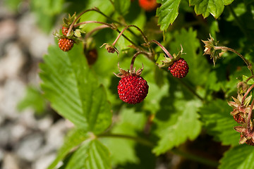 Image showing wild strawberries