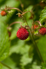 Image showing wild strawberries