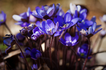 Image showing Blue anemones