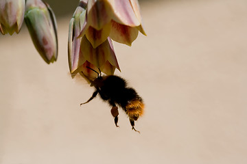 Image showing Flying bumble bee