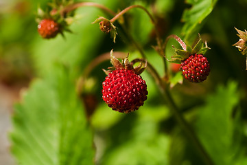 Image showing wild strawberries