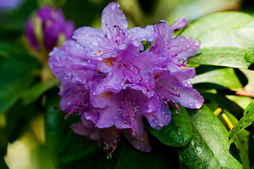 Image showing rhododendron