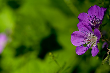 Image showing geranium