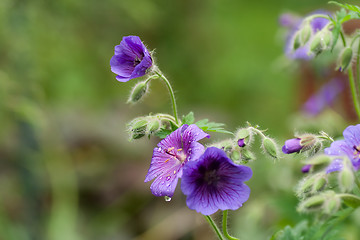 Image showing wood cranesbill