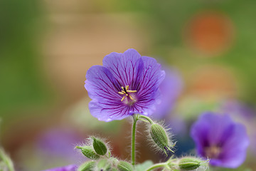 Image showing geranium