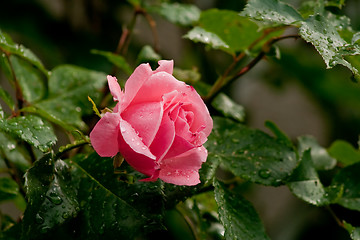 Image showing pink rose