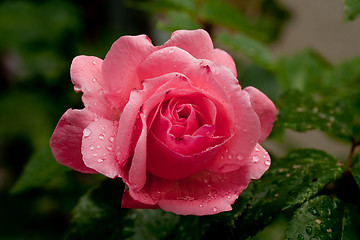 Image showing pink rose with water drops