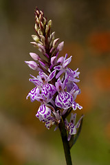 Image showing spotted orchid