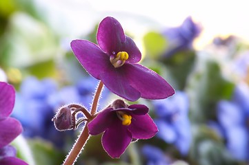 Image showing African violet