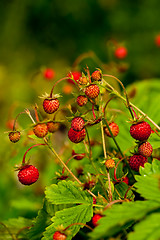 Image showing wild strawberries