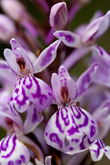 Image showing spotted orchid