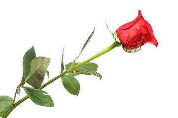 Image showing red rose