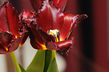 Image showing Red tulip