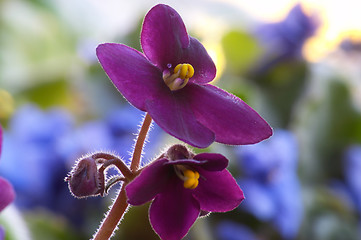 Image showing African violet #2
