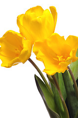 Image showing yellow tulips