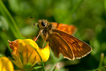 Image showing Orange butterfly