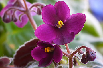 Image showing African viole #3