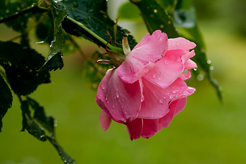 Image showing Pink rose with water drops