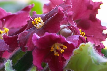 Image showing African violet #5