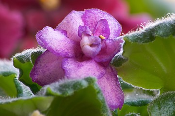 Image showing African violet #6