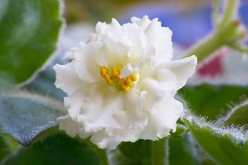 Image showing African violet #7