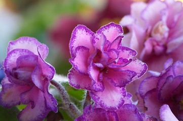 Image showing African violet #9