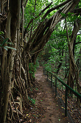 Image showing forest path in darwin