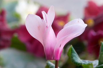 Image showing Cyclamen