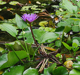 Image showing water lilly in garden pond