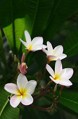 Image showing frangipanis