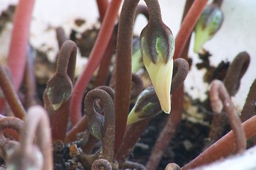 Image showing Bud of cyclamen #2