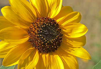 Image showing yellow sunflower