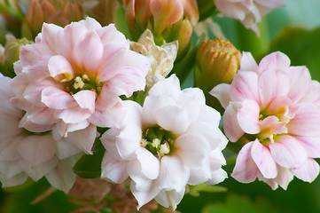 Image showing Pink kalanchoe