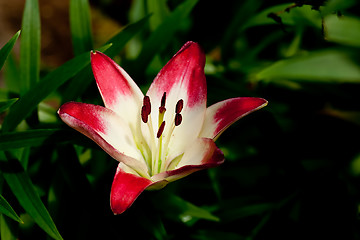 Image showing Lollipop lily