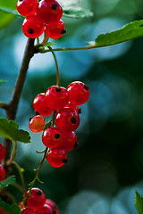 Image showing red currants