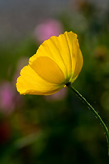 Image showing Yellow poppy