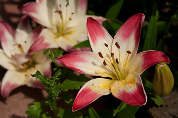 Image showing Lolllipop lilies