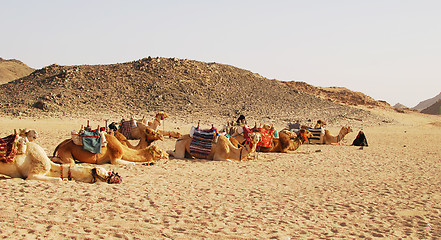 Image showing camels