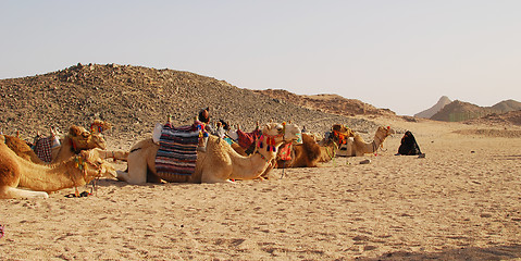 Image showing camels