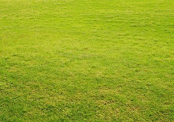 Image showing green grass