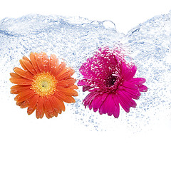 Image showing Two colored daisies