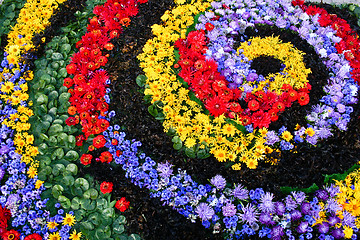 Image showing Flower carpet