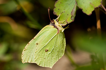 Image showing brimstone butterfly