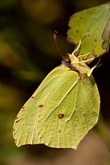Image showing Brimstone butterfly