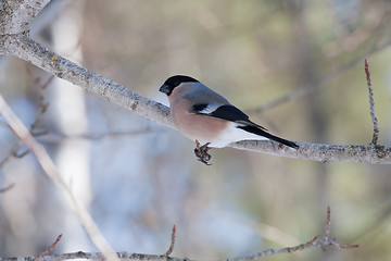 Image showing Bullfinch