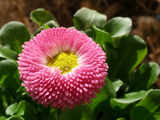 Image showing bellis