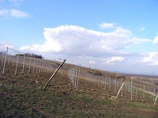 Image showing vineyard