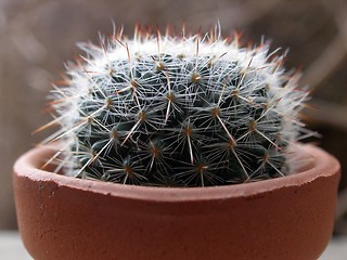 Image showing cactus