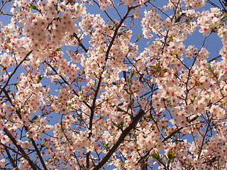 Image showing Sakura in blossom